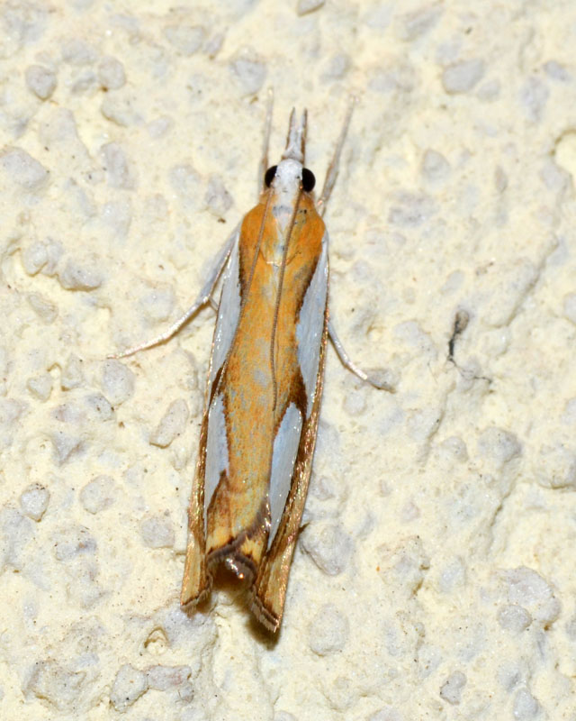 Crambidae  Catoptria pinella ? S�